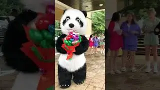 Поздравление от большой панды 😻😻😻 #поздравление #panda #аэромедведь #мишка