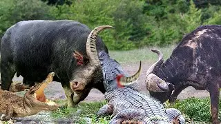 The Buffalo Was Suddenly Dragged Into The River By A Crocodile | Alligator Attack Synthesis