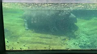 Hippo enclosure at zoo