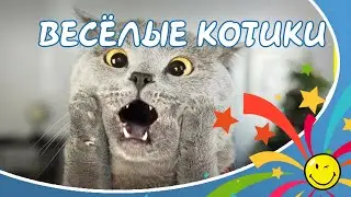 Веселые кошки и смешные котики, хорошее настроение и приколы для друзей!