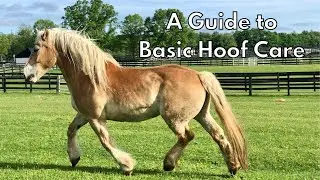 A Guide to Basic Hoof Care