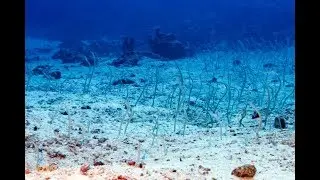 ВОДЯНЫЕ ЗМЕИ