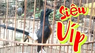 LỬA MÁI ĐẤU HÓT ĐẬP ĐUÔI SÀNG KÈO GIỌNG HAY,KÍCH TRỐNG CHƠI NGAY.