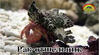 Развивающие видео для детей. Морские животные. Слушаем звуки.