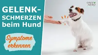 Gelenkschmerzen beim Hund | Symptome & Maßnahmen
