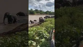 Tauba Tauba Viral Video | Shorts video #shorts #ytshorts #trending #song
