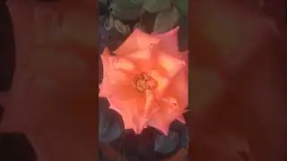 Beautiful Orange Color Rose Flower Background Video