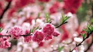 KEVIN KERN - Le Jardin (Amazing new age music)