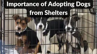 The Importance of Adopting Dogs from Shelters