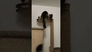глас Мейн Куна
