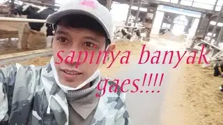 beginilah kandang sapi di jepang 🇯🇵 #magangjepang #japanese #kulijepang #kerjadijepang #tkijapan