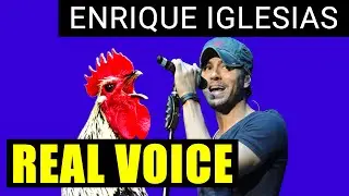 When Enrique Iglesias crowed like a rooster