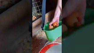 Пернатый урожай