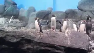 Underwater World Langkawi (Penguins)