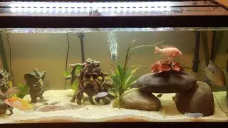 My New 75 Gallon Cichlid Fish Tank Aquarium | Fish Tank Life