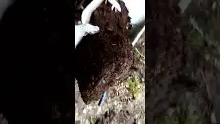 (18+)Камни в почках у коровы