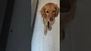 Команда "дай лапу" #shortsvideo #домашниеживотные #funny #питомцы #учимкоманды #pets #music #techno