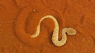 The Largest Sidewinder Rattlesnake In The World - Terrifying and Venomous