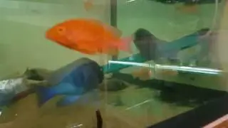Гизель плацидохромис фенохилус