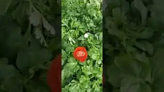 лютик (ранинкулус )гуллари