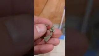 находочка.