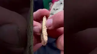 Как окорить осину?