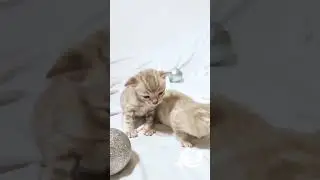 Kitty Land Бенгальские котята окраса минк 