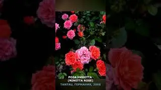 Роза Нинетта 16 июня 2021 г. (Tantau, Германия, 2006). Ninetta Rose, June 16. 2021. 