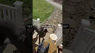Delivery Guy Gets Cornered by Dogs…