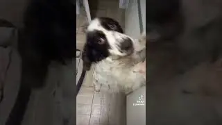 попрошайка 