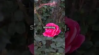 The Proud Rose 🌹 | A Beautiful Lesson in Kindness for Kids | A Tale of Kindness and Humility
