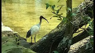 Bird's Paradise - Ibises in the Nature - Australia. Music Andrey Volanicky