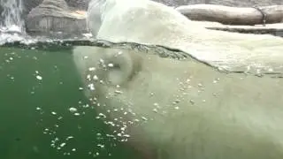 Мишка плавает
