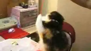 探花珠