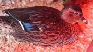 New call duck channel!!!!!