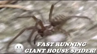 GIANT HOUSE SPIDER RUNNING FAST! RARE ACTION VIDEO