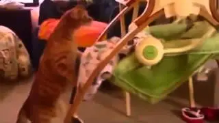 Кот убаюкивает малыша!!!  ПРИКОЛ дня!!!
