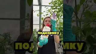 МОЩНЫЙ СЕКРЕТ ДЛЯ УРОЖАЯ ТОМАТОВ 