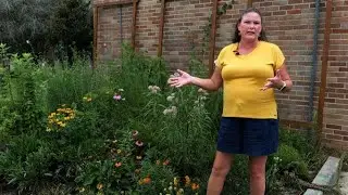 Get It Growing: How to help the monarchs