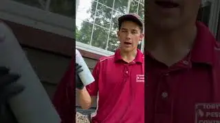 Yellow Jacket Nest Conclusion
