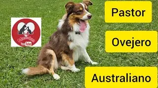 Pastor ovejero Australiano