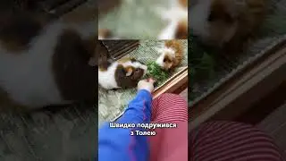 Маленький пухнастик ☺️ #морськісвинки #свинкишоу #домашніулюбленці
