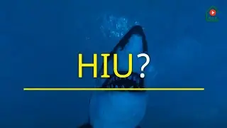 10 Fakta Unik Tentang Ikan Hiu