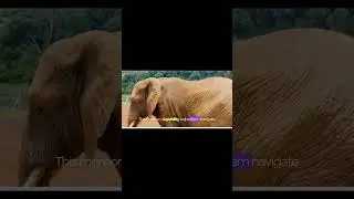 Animals video