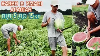 Кавун Арашан Умань від 5 до 15 кг Умань з поля 0977533714