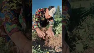 Раскопки / я кое-что нашел / телега astapenkoya