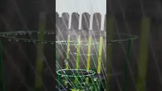 Slomo Watering the Garden