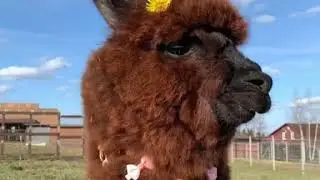 Российские альпаки