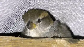 Where and how do sparrows spend the night?