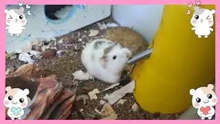 My Roborobski Hamster Dink Water